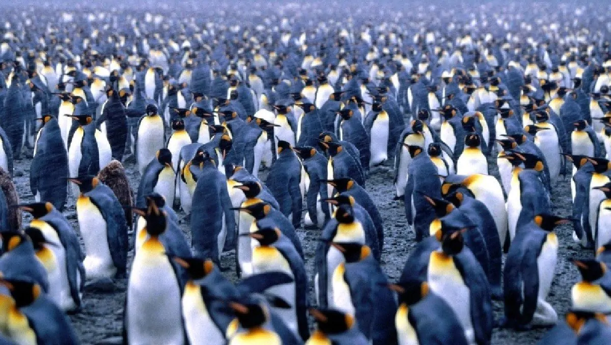 Sardine pinguini
