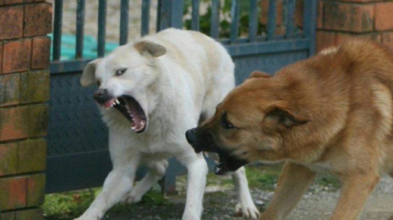 sbranata cani