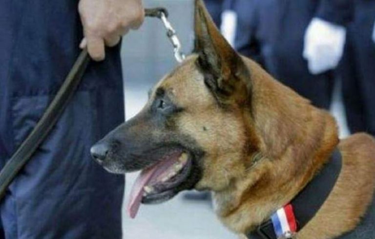 sbranato dai cani