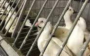 vietata vendita foie grass