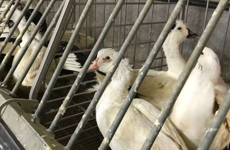 vietata vendita foie grass