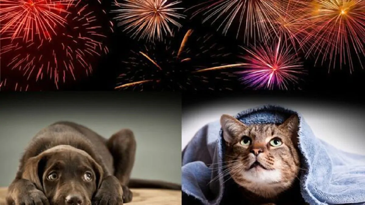 cani gatti consigli capodanno