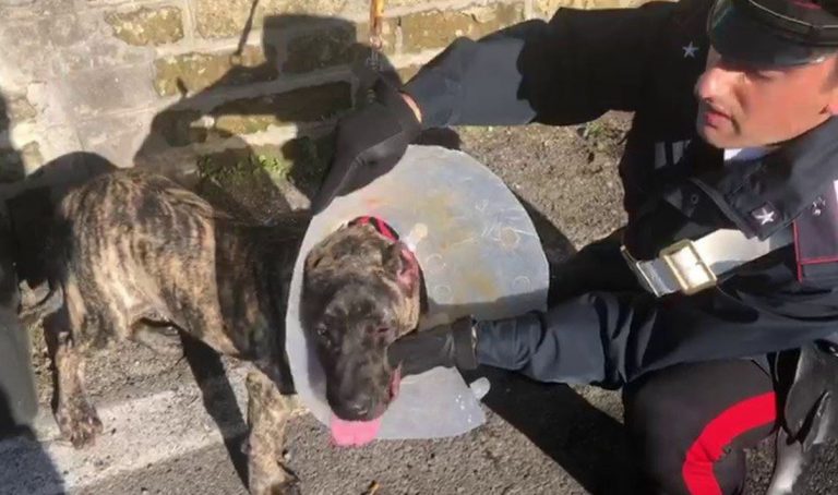 cani maltrattati roma