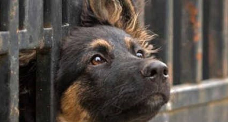 cani morti ravenna