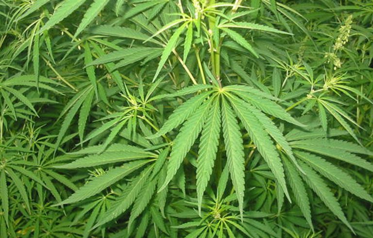 cannabis-cassazione
