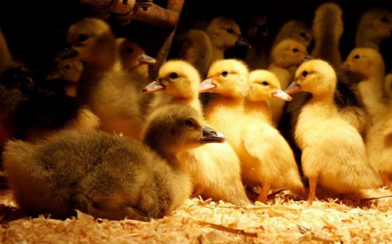 fois gras animalisti