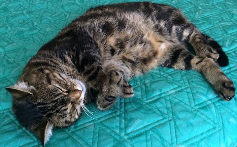 gatto si sdraia neonata
