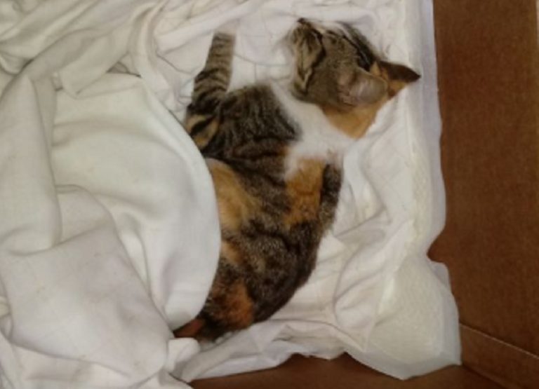 gatto ucciso bastonate