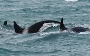 orche genova