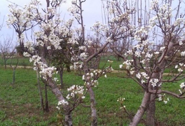primavera natalizia