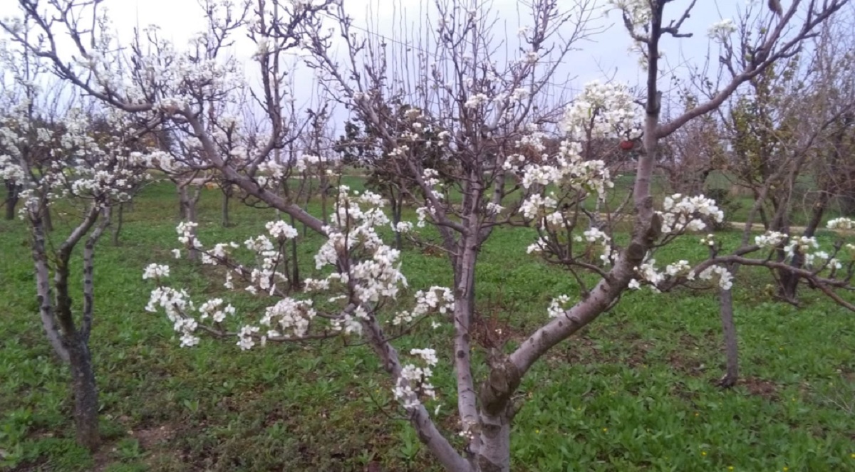 primavera