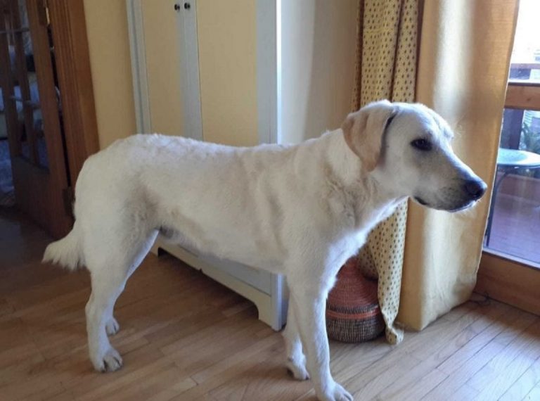 red cane disperso