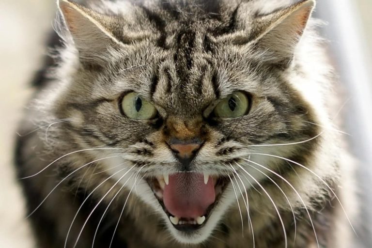 sei gatti ladro