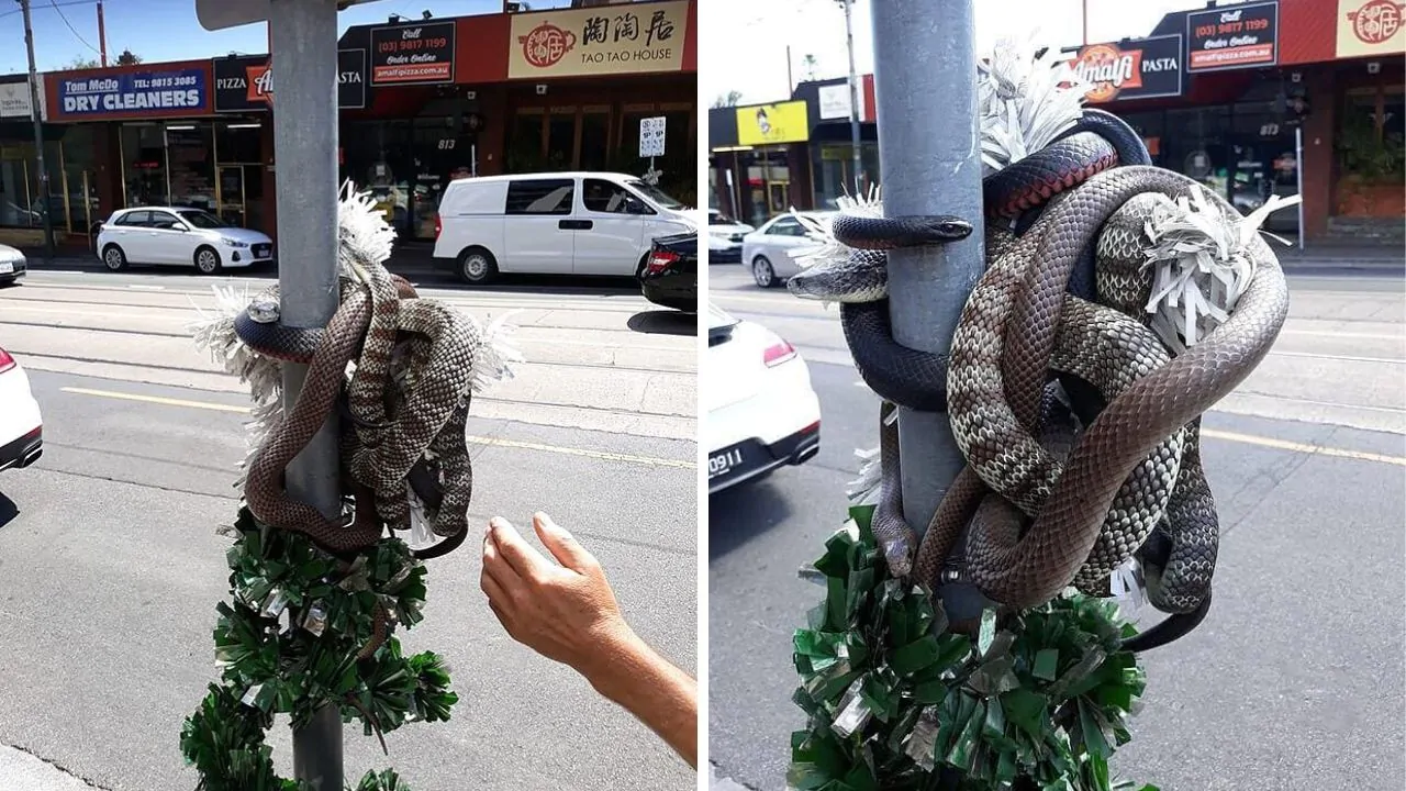 serpenti avvolti decorazione natale