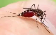 zanzara coreana