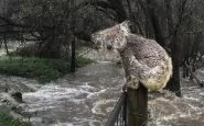 australia pioggia