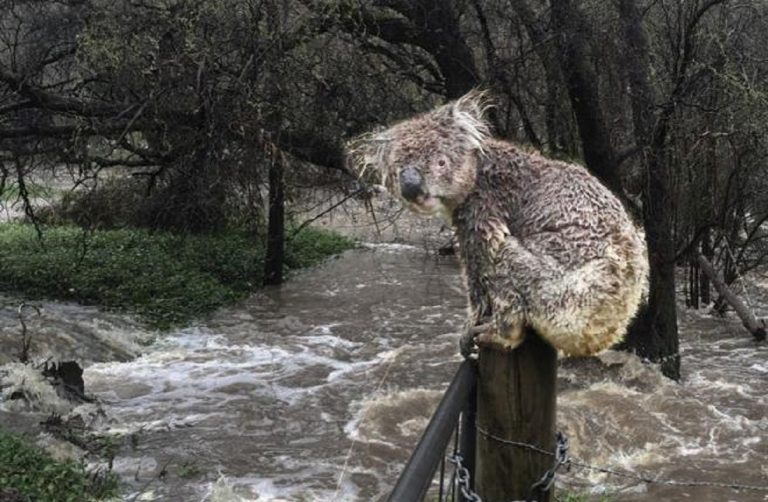 australia pioggia