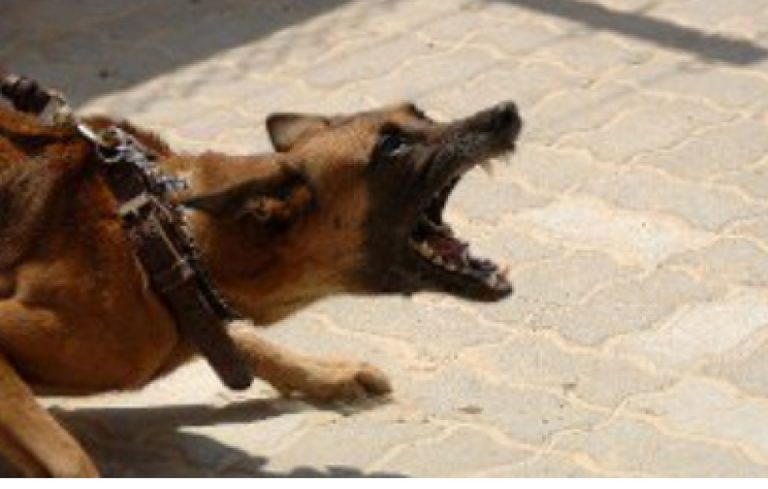 aggredito cane parti intime