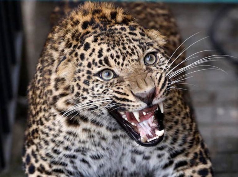 bimbo ucciso leopardo