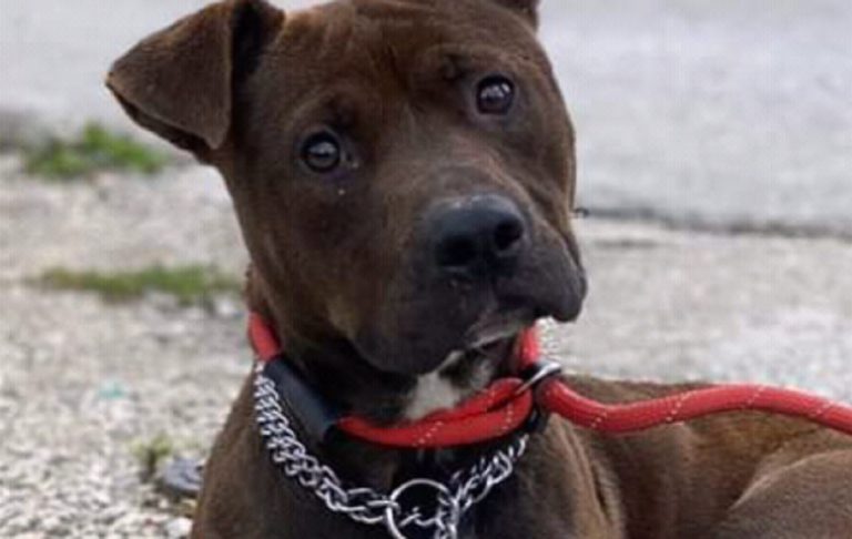 Cane abbandonato e finito in un canile