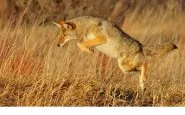 Coyote attacca bimbo