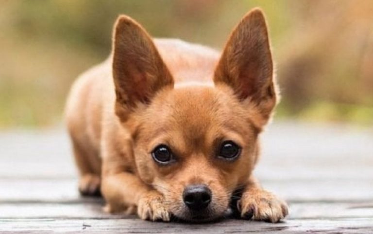 furto chihuahua