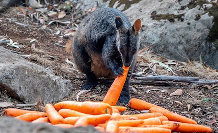 incendi-australia-animali