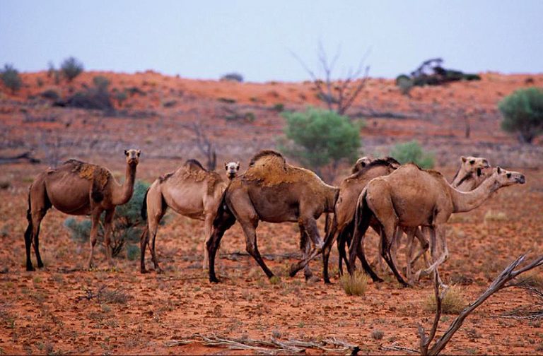 incendi-australia-dromedari