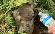 primo koala nato in australia