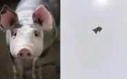 maiale cade dal cielo