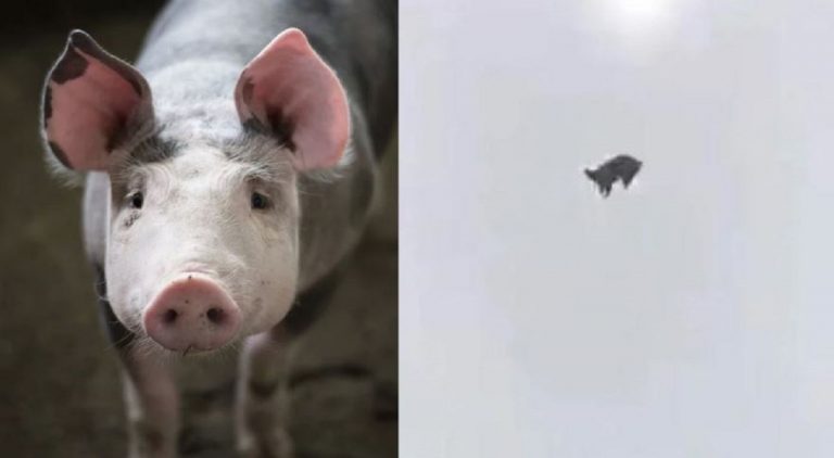 maiale cade dal cielo