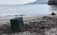 Cane spiaggiato ad Ischia