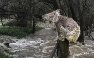koala rischio alluvioni