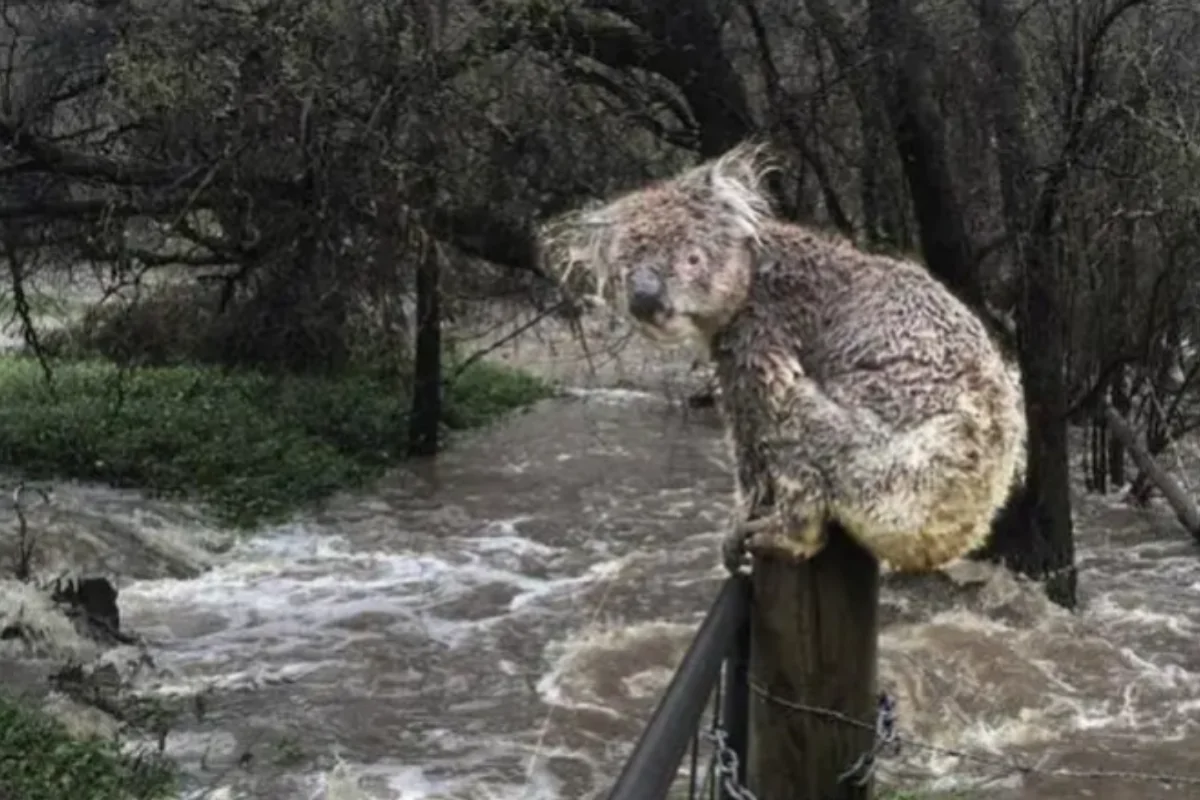 koala rischio alluvioni