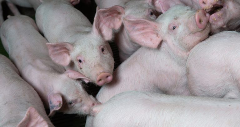 allevatori amadori condannati per maltrattamento: la sentenza