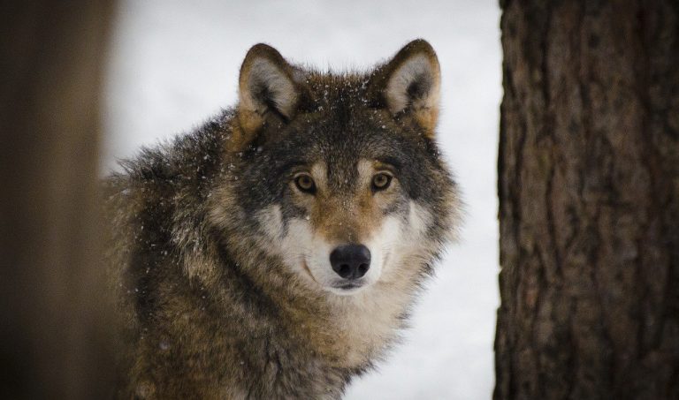 le specie di animali a rischio estinzione in italia