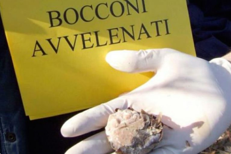 cani avvelenati