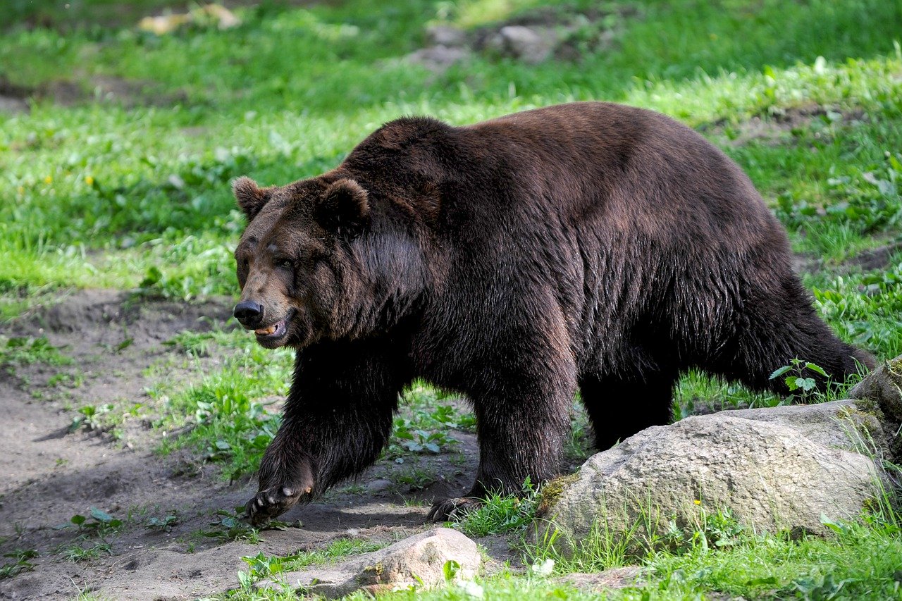 orso bruno marsicano
