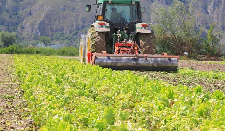 Coronavirus, in campagna c'è lavoro se hai il reddito di cittadinanza