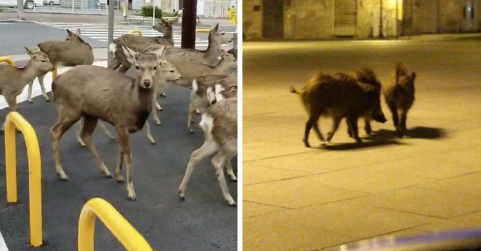 animali città quarantena