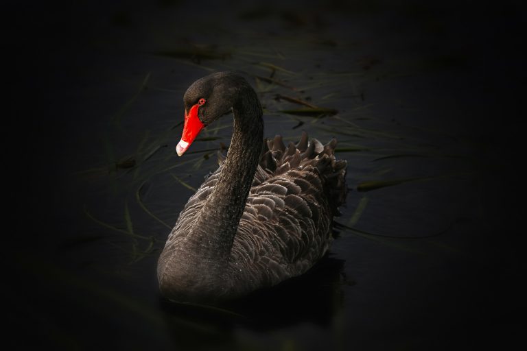 black swan 122983 1920 768x512