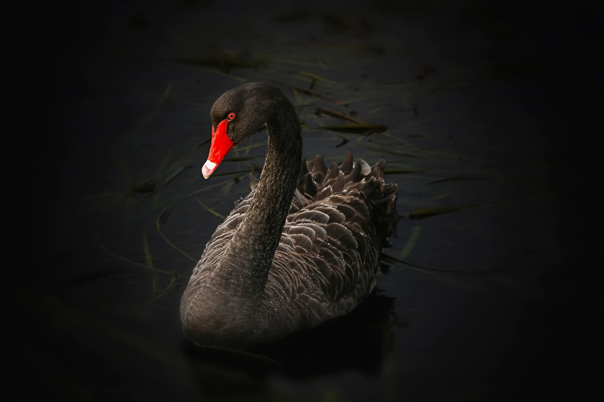black swan 122983 1920
