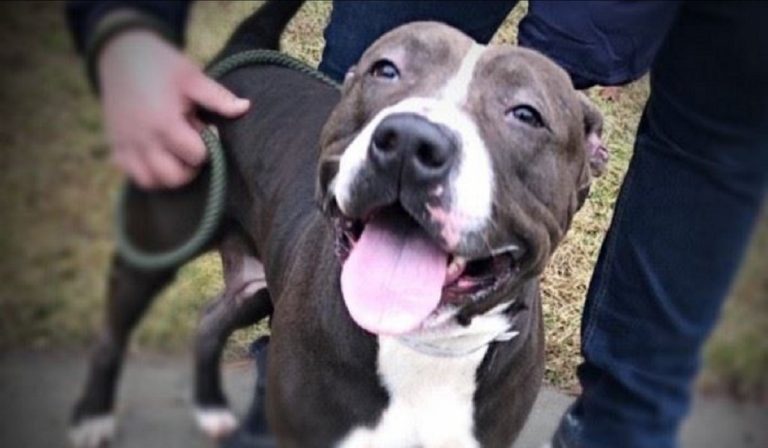 Coronavirus, a New York corsa alle adozioni di cani e gatti