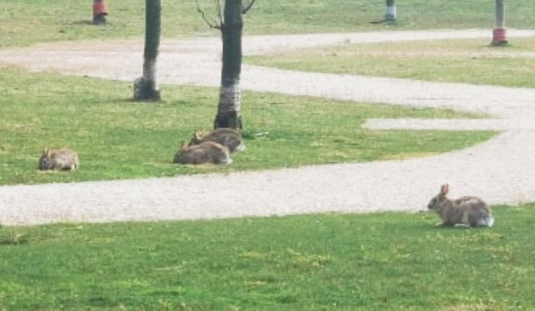 coronavirus-animali