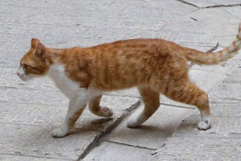 coronavirus gatto positivo