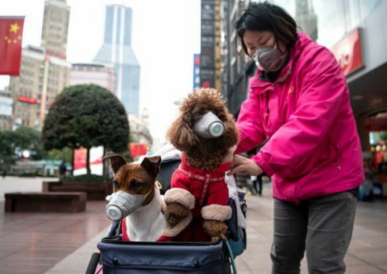 coronavirus hong kong cane positivo