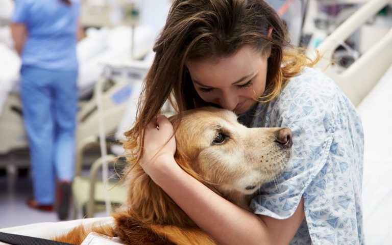 coronavirus, ipotesi cani addestrati a fiutare l'infezione