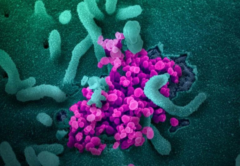 coronavirus-molecola