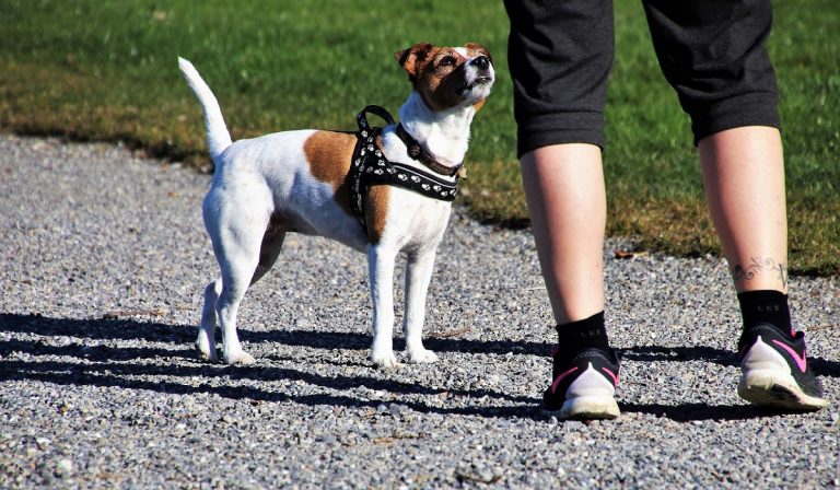 Coronavirus: posso uscire col cane?