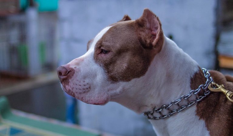 Una bimba è stata azzannata dal pitbull di casa